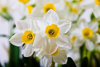 《苏菲的炼金工房2》1.01版本更新 追加“传奇”难度